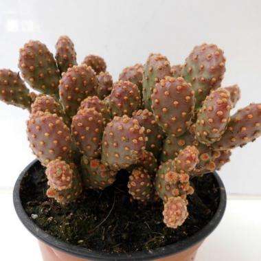 Opuntia rufida minor